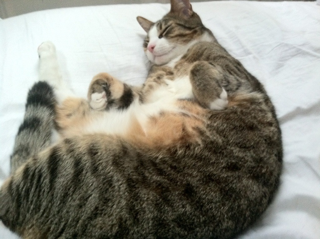 “华金·托比利亚的全能防守与强大领导力,成为美洲狮队的战术支柱”