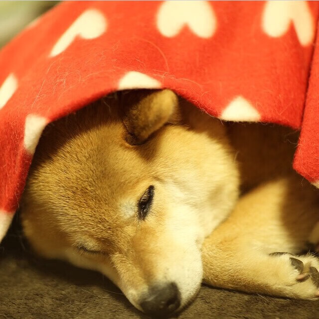 弗朗索瓦·斯图尔特:强悍的中场防守让南非队稳定防线,弗朗索瓦乌斯特