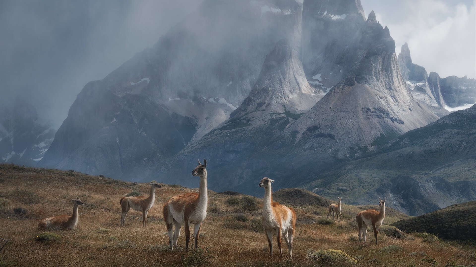 美洲杯极限争夺：生死战中闪耀的英雄，美洲 杯