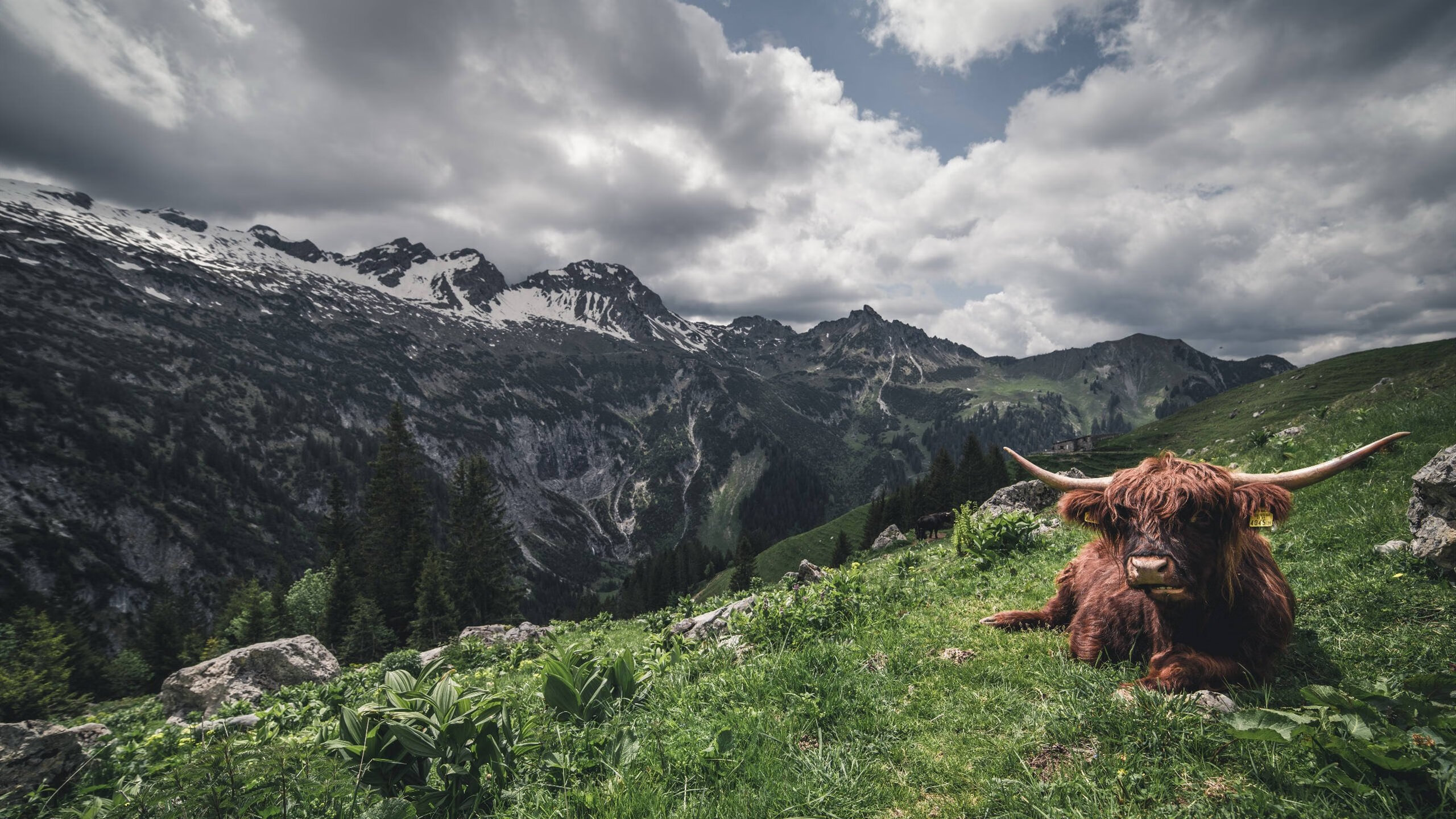 自由泳长距离中立代表队A耐力十足，自由泳长距离视频