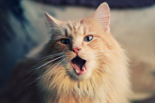 詹姆斯强调团队氛围是连胜关键,詹姆斯组队