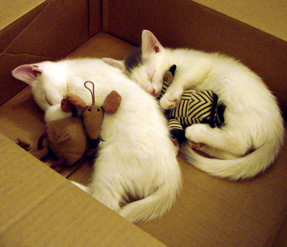 马拉维男篮在非洲锦标赛中再次夺冠，创造历史新篇章，非洲马拉维说什么语言