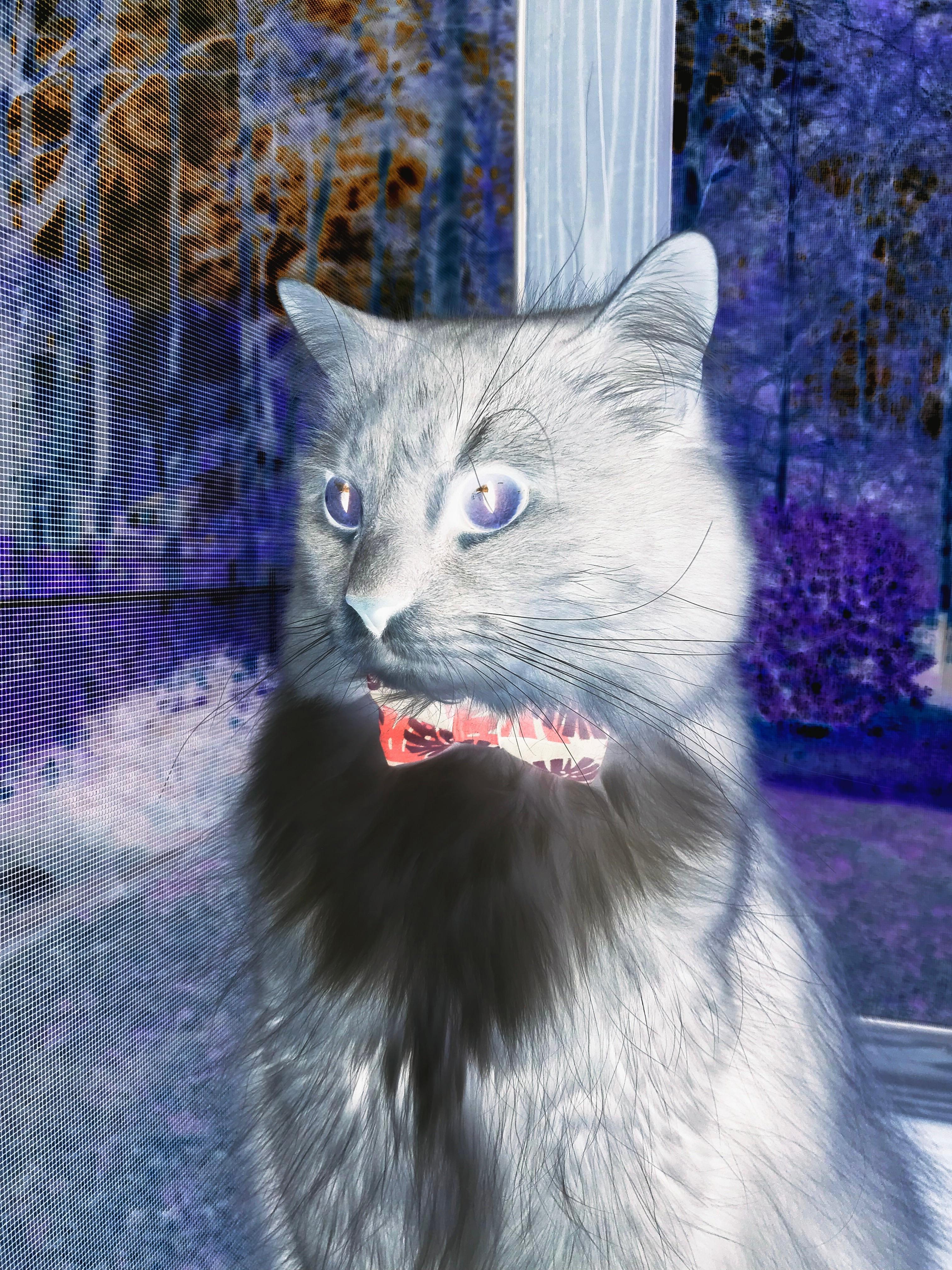 黑山女篮在欧洲锦标赛中表现亮眼，冲击金牌梦想，黑山篮球水平